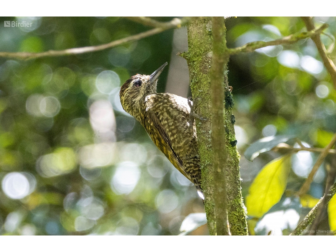 Dryobates spilogaster