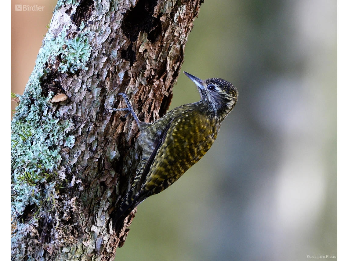 Dryobates spilogaster