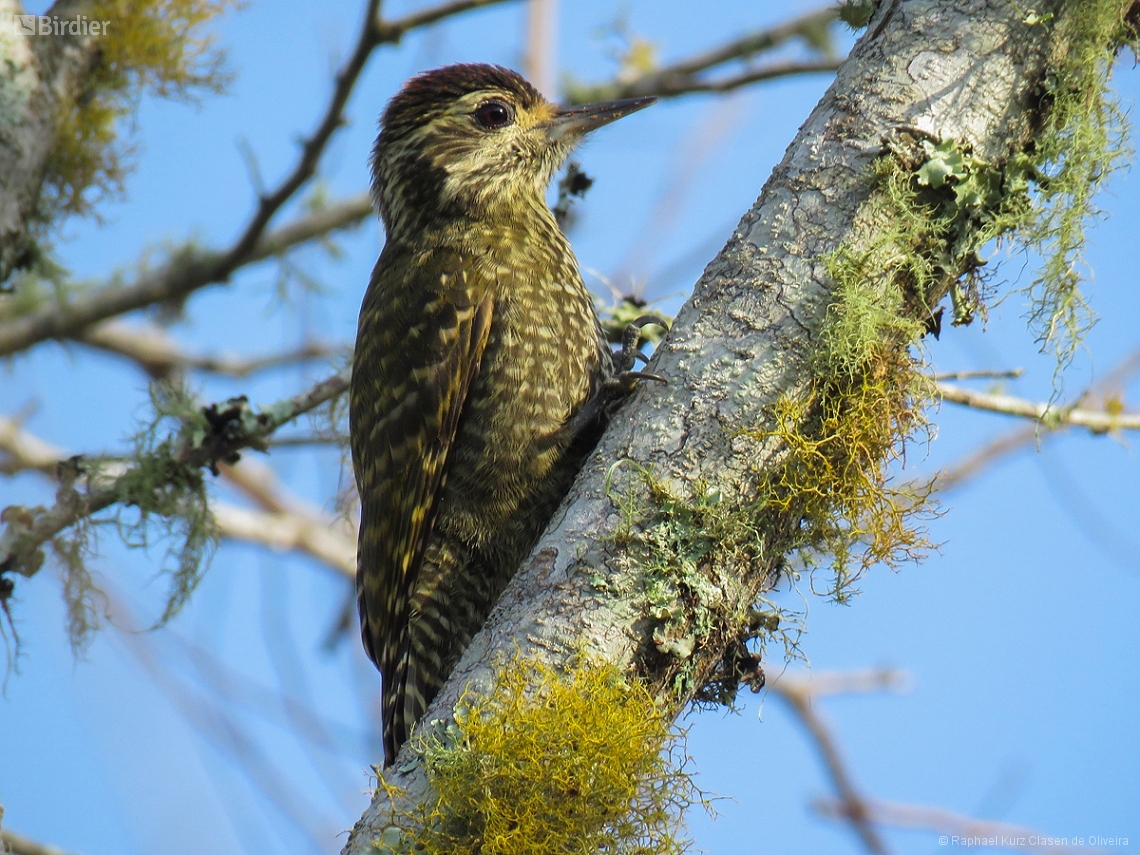 Dryobates spilogaster