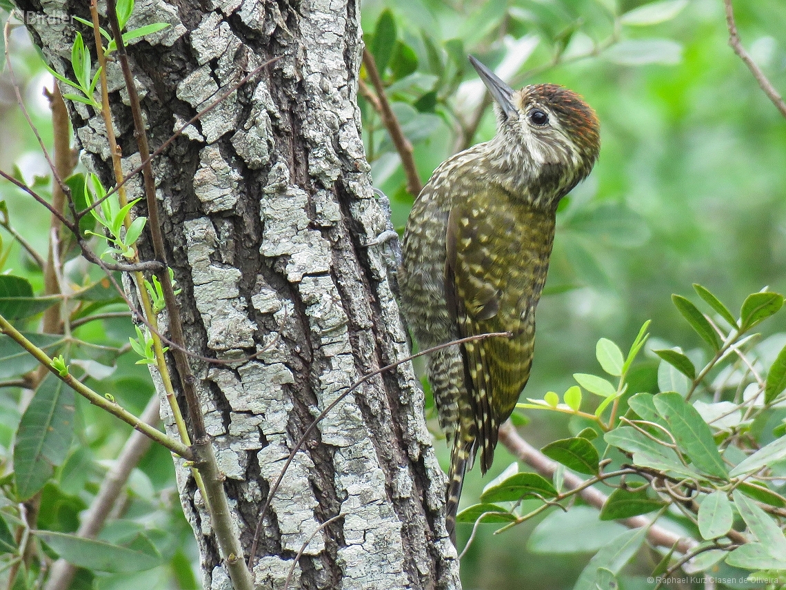 Dryobates spilogaster