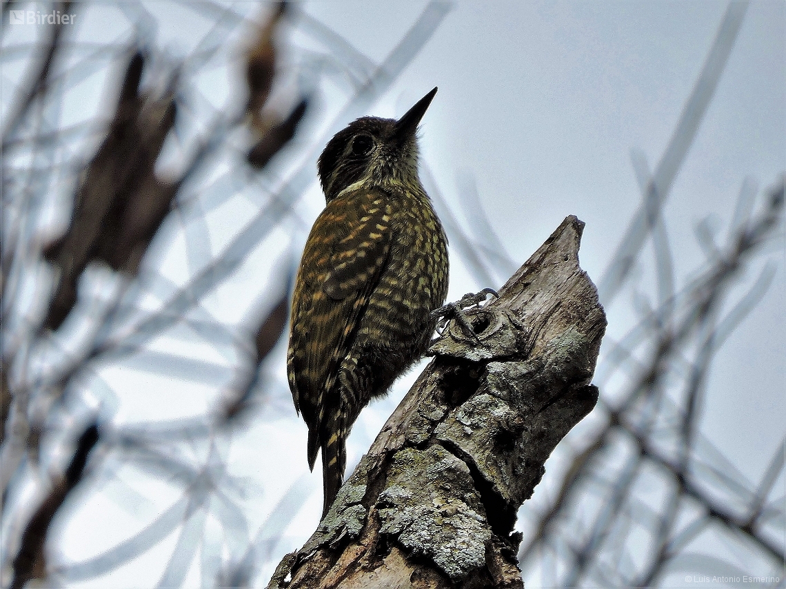 Dryobates spilogaster