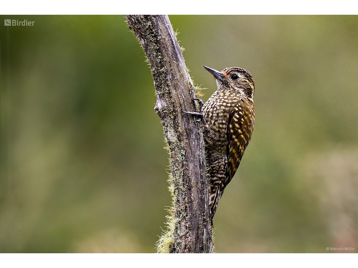 Dryobates spilogaster