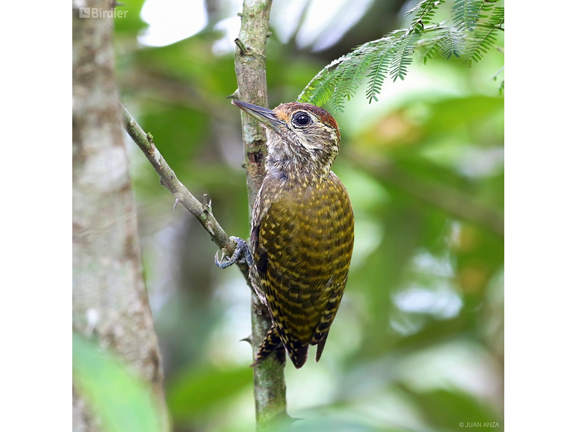 Dryobates spilogaster