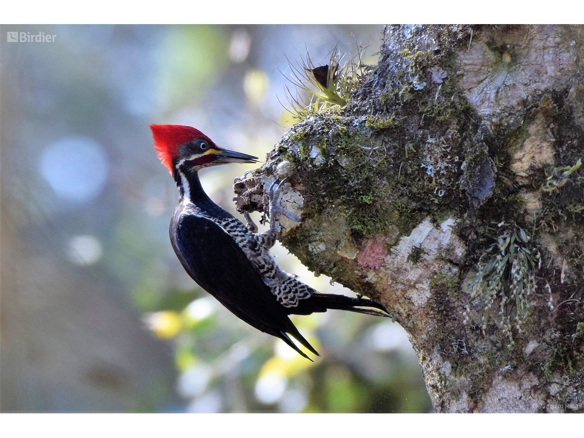 Dryocopus lineatus