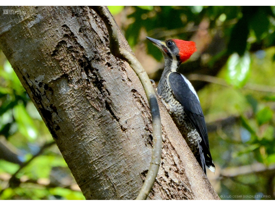 Dryocopus lineatus