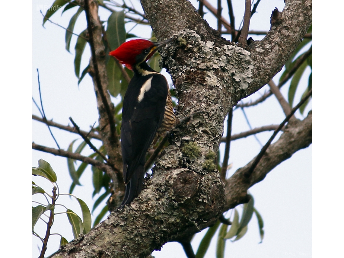 Dryocopus lineatus