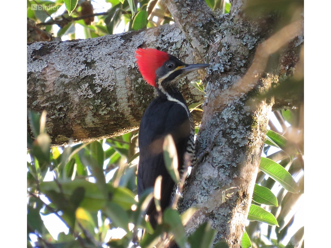 Dryocopus lineatus