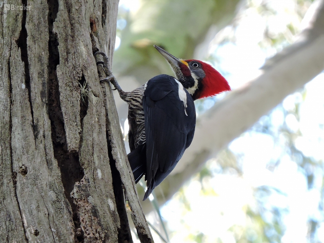 Dryocopus lineatus