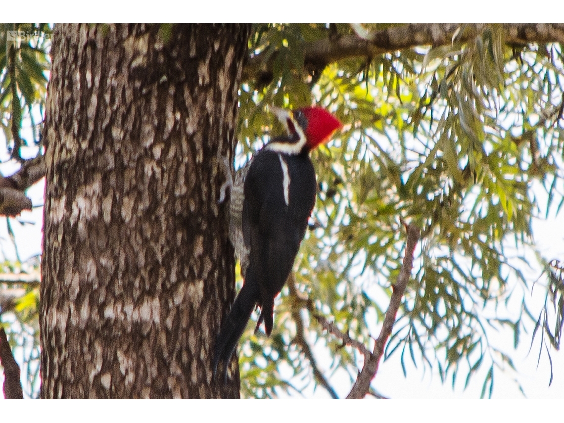 Dryocopus lineatus