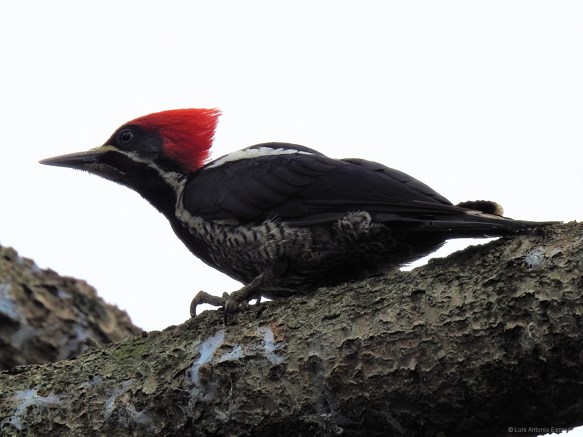 Dryocopus lineatus