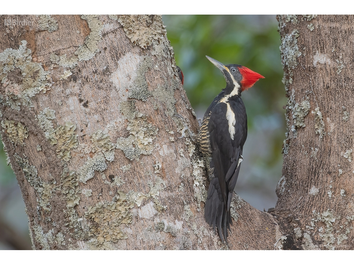 Dryocopus lineatus