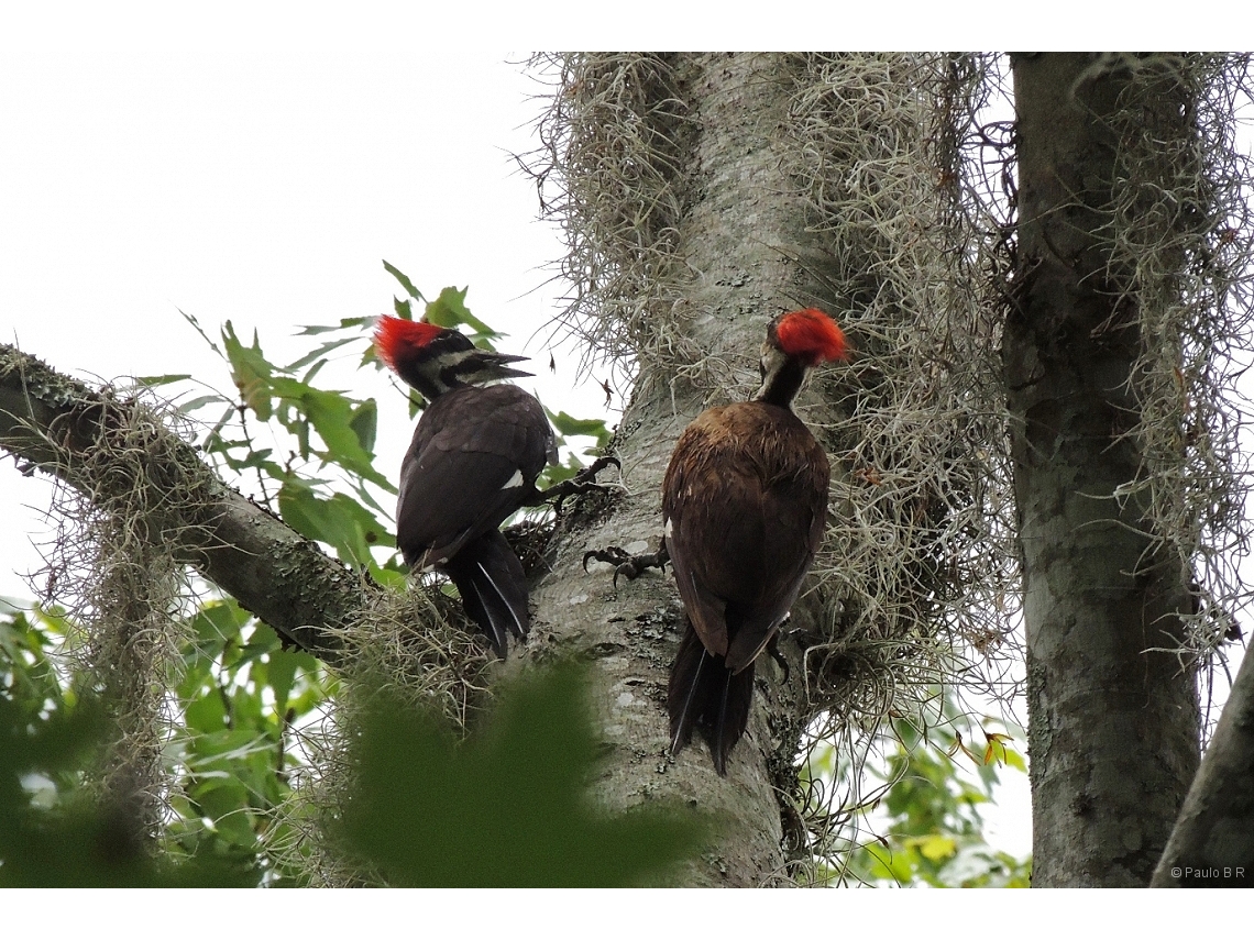 Dryocopus pileatus