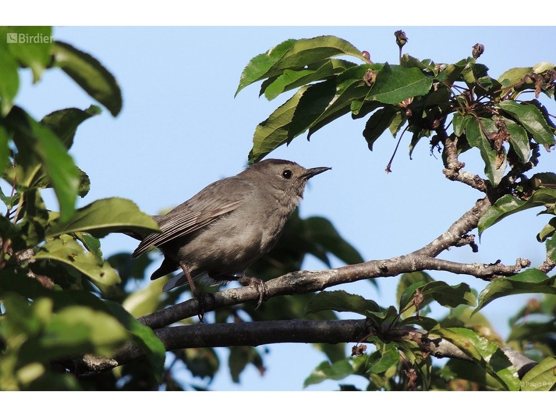 Dumetella carolinensis