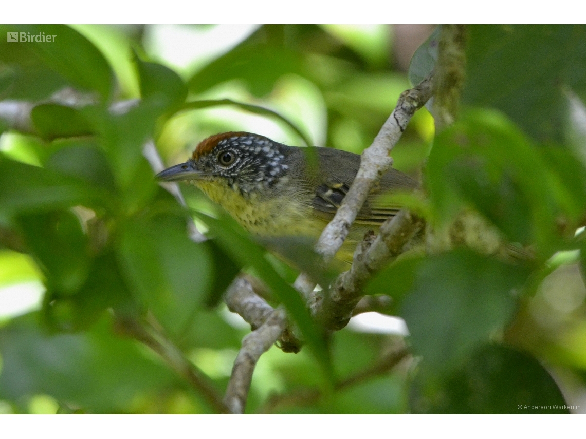 Dysithamnus stictothorax