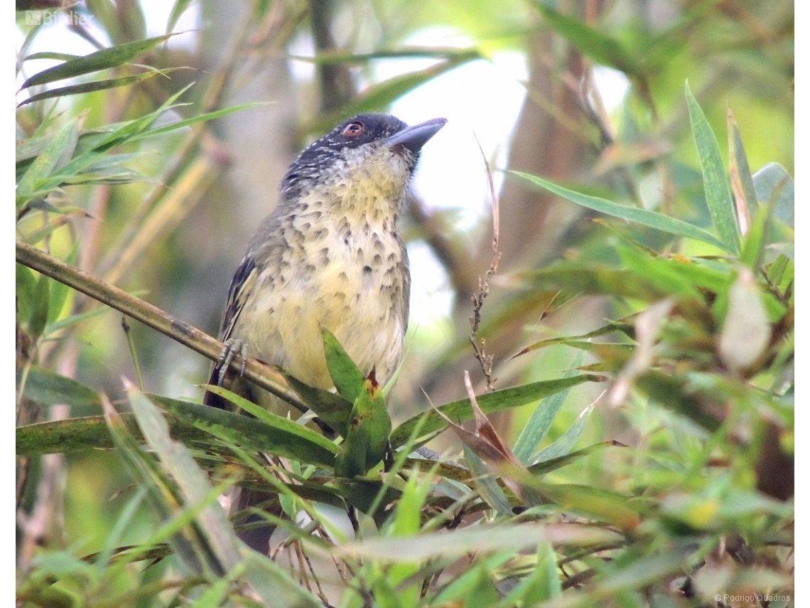 Dysithamnus stictothorax