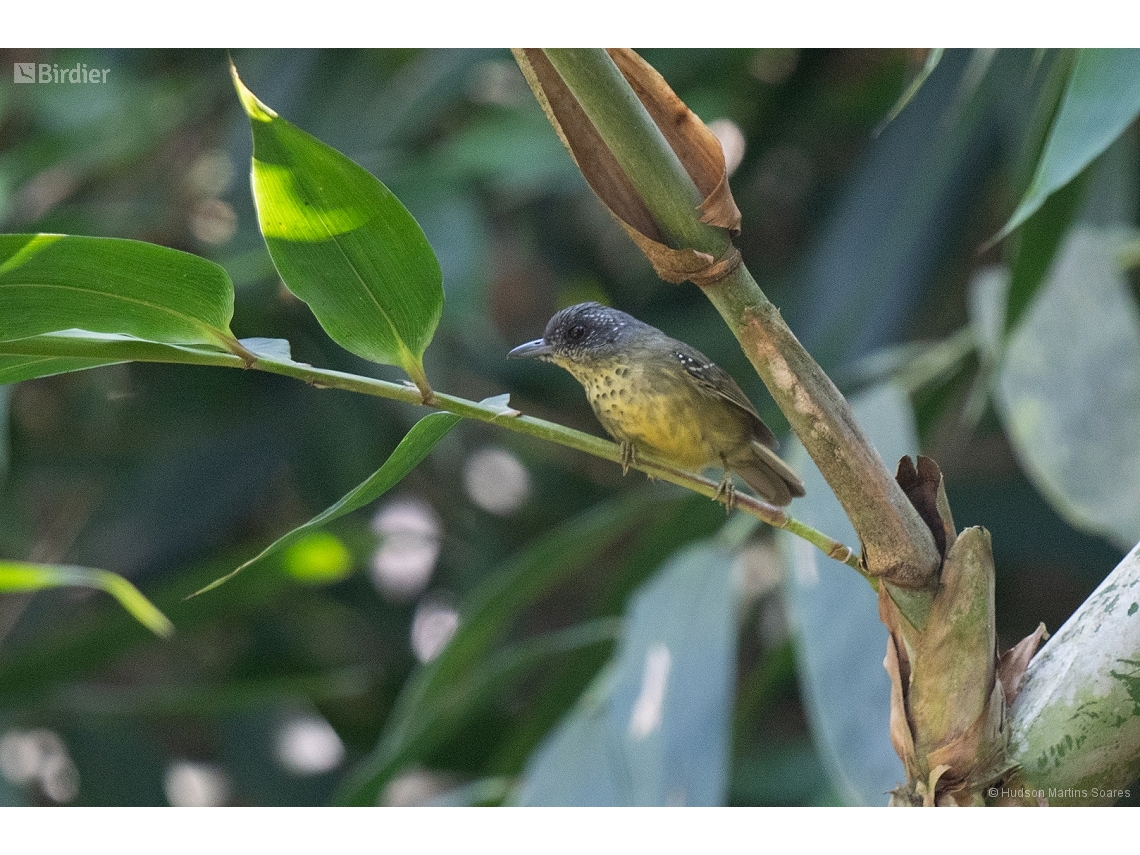 Dysithamnus stictothorax