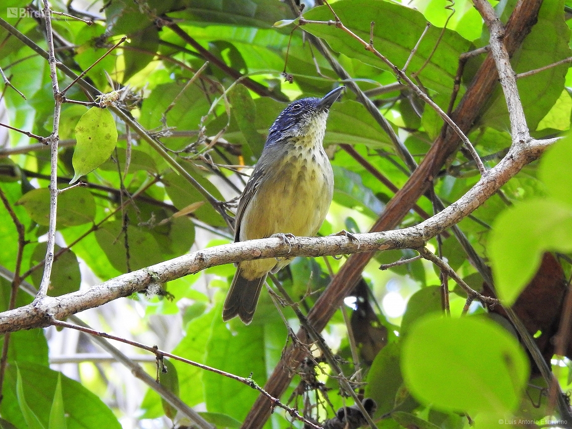 Dysithamnus stictothorax