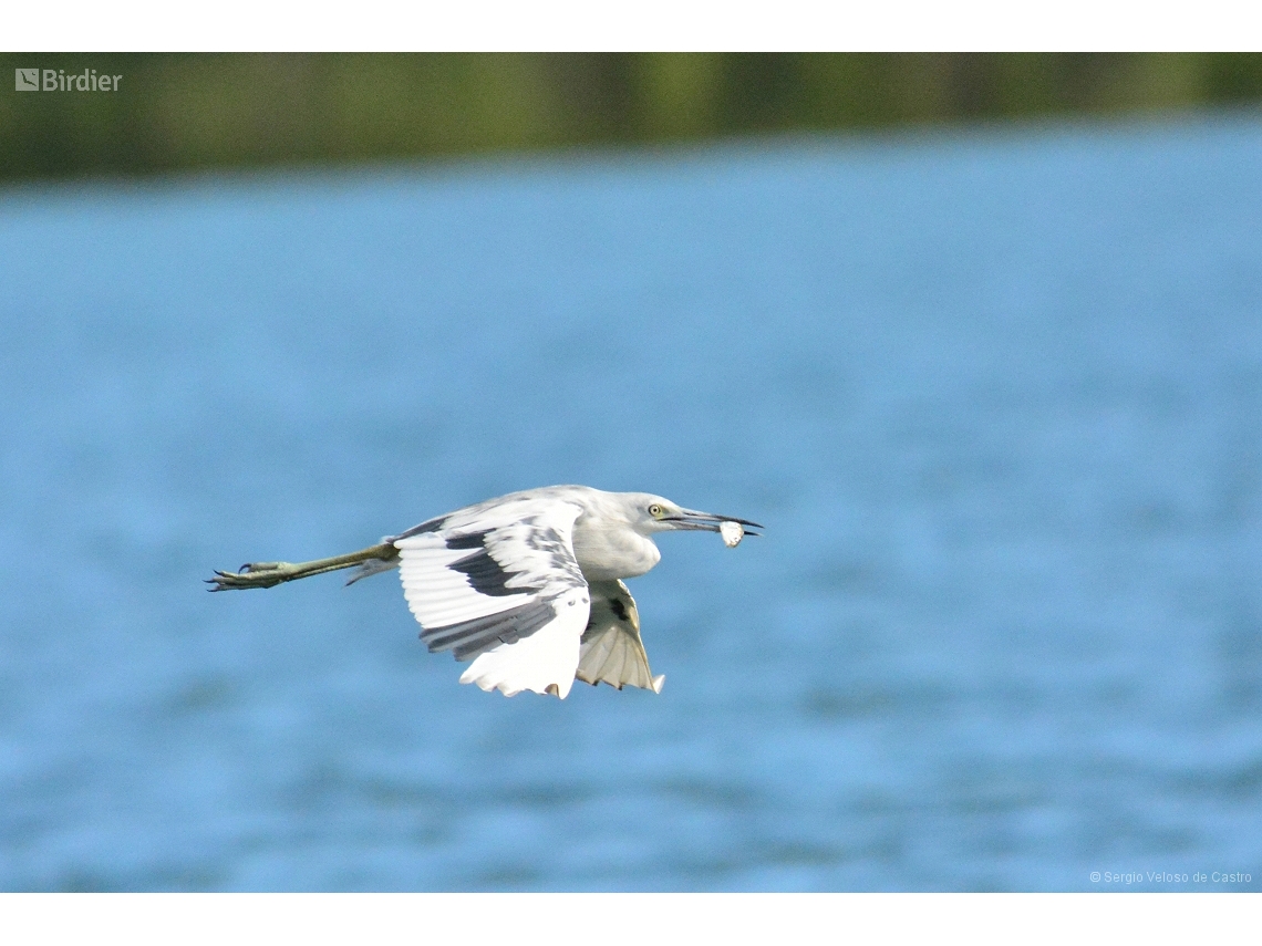 Egretta caerulea