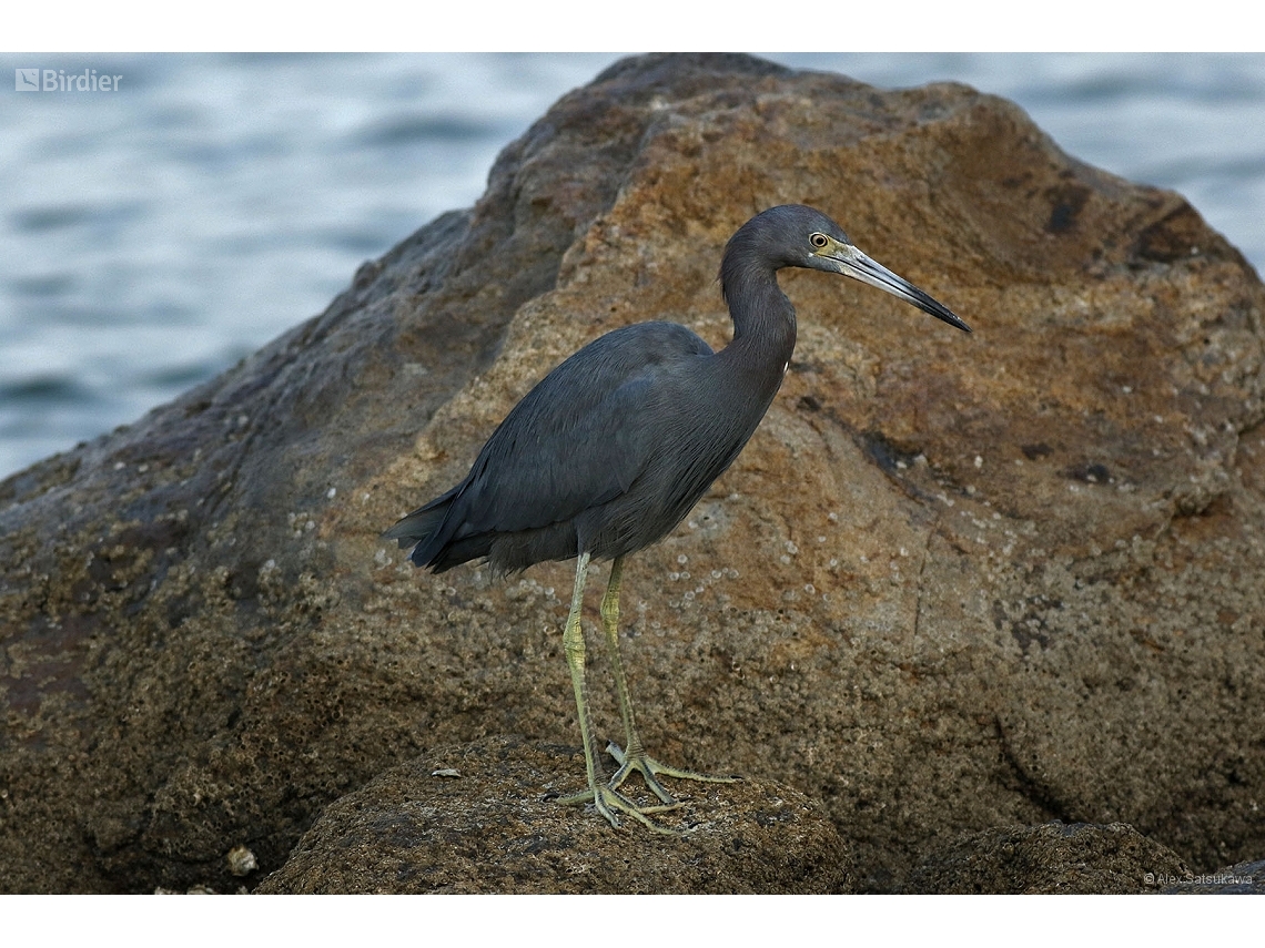 Egretta caerulea