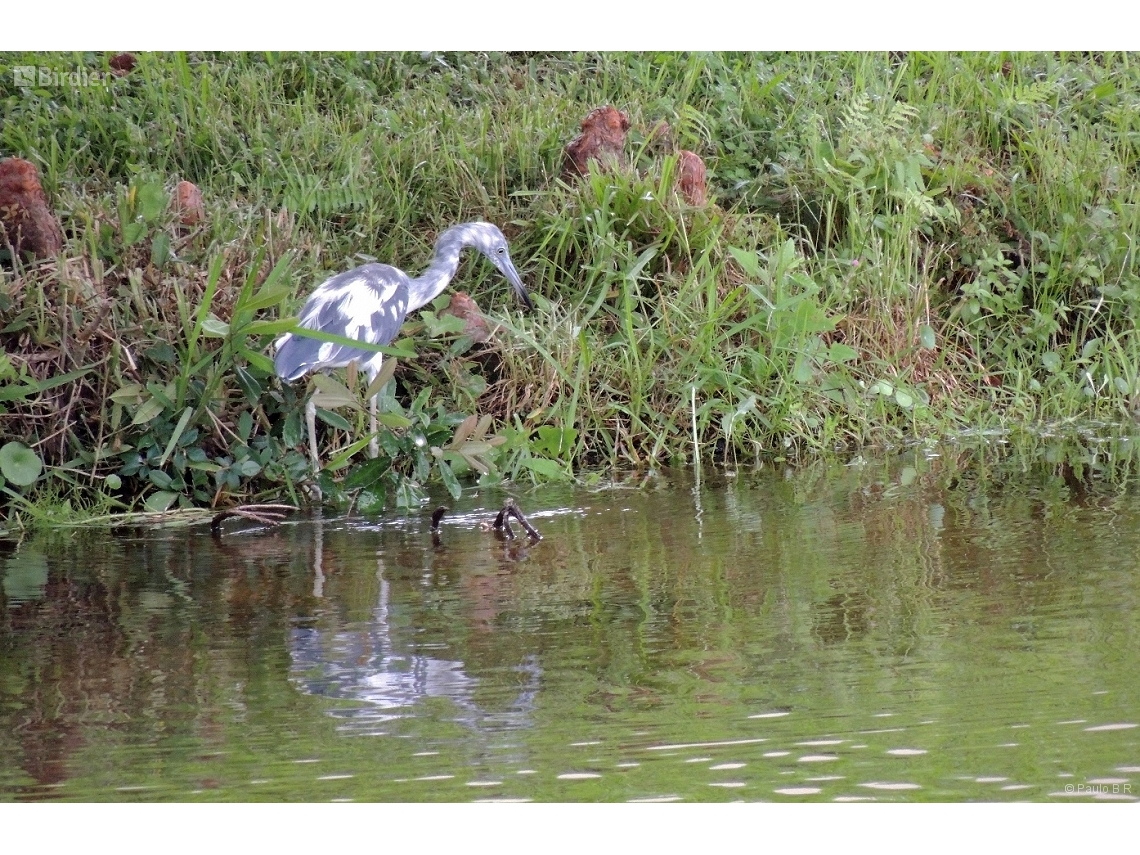 Egretta caerulea