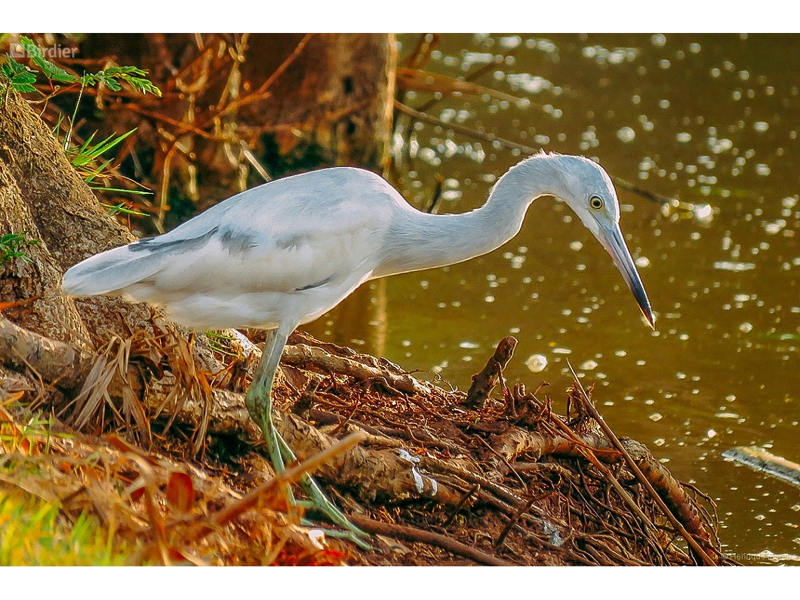 Egretta caerulea