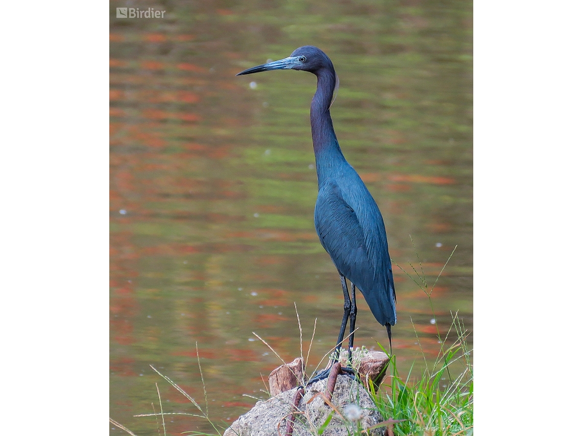 Egretta caerulea