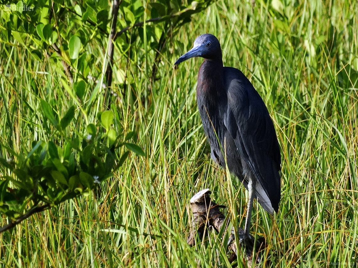 Egretta caerulea