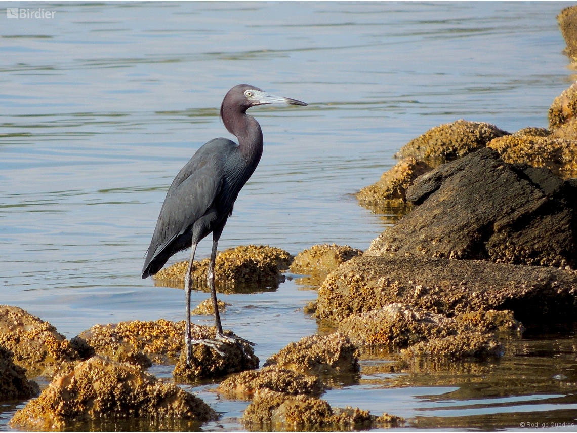 Egretta caerulea