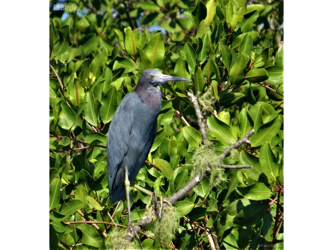 Egretta caerulea
