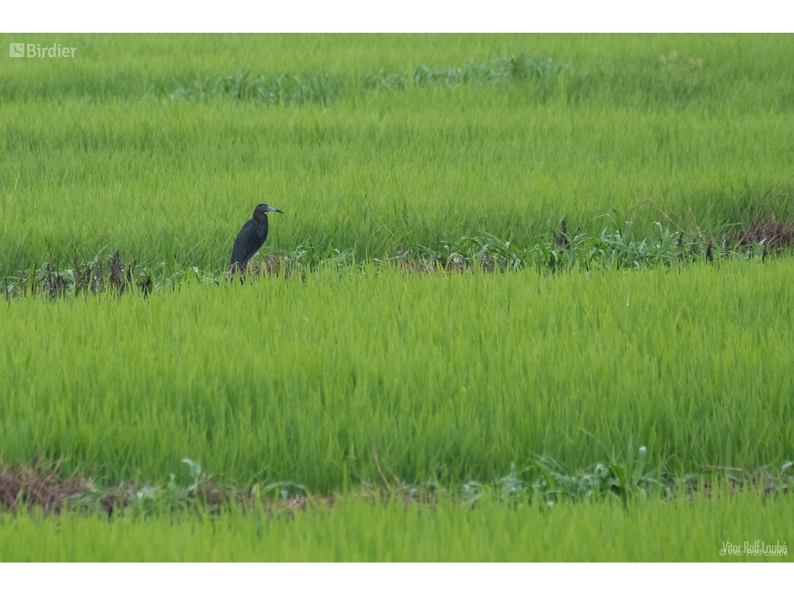 Egretta caerulea