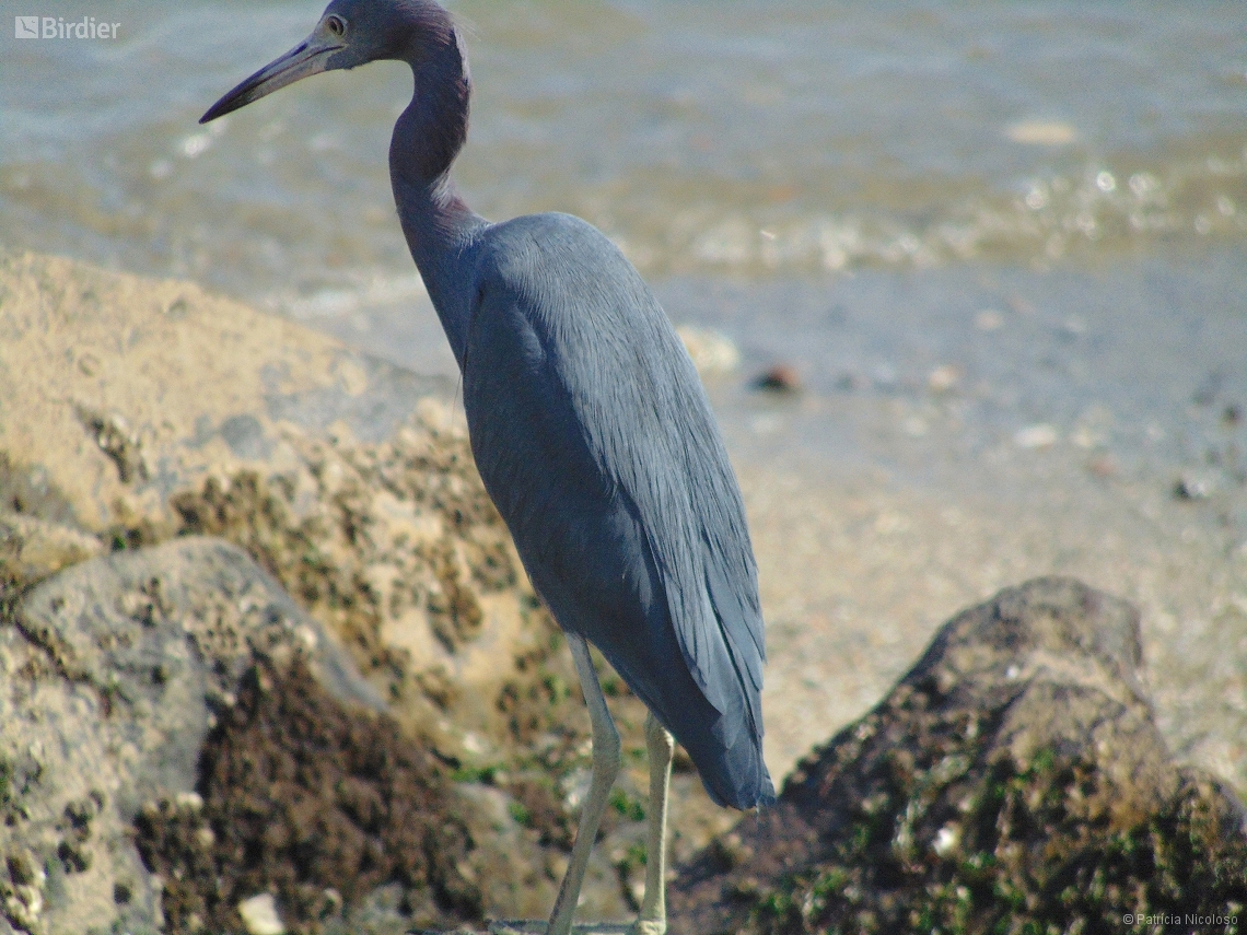 Egretta caerulea