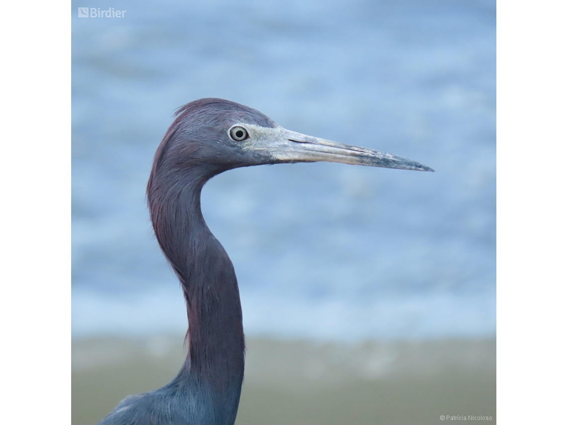 Egretta caerulea