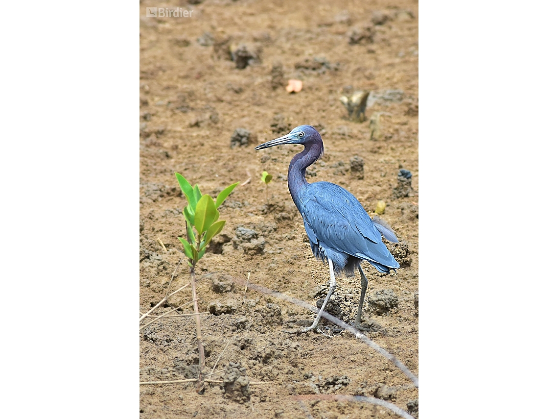 Egretta caerulea
