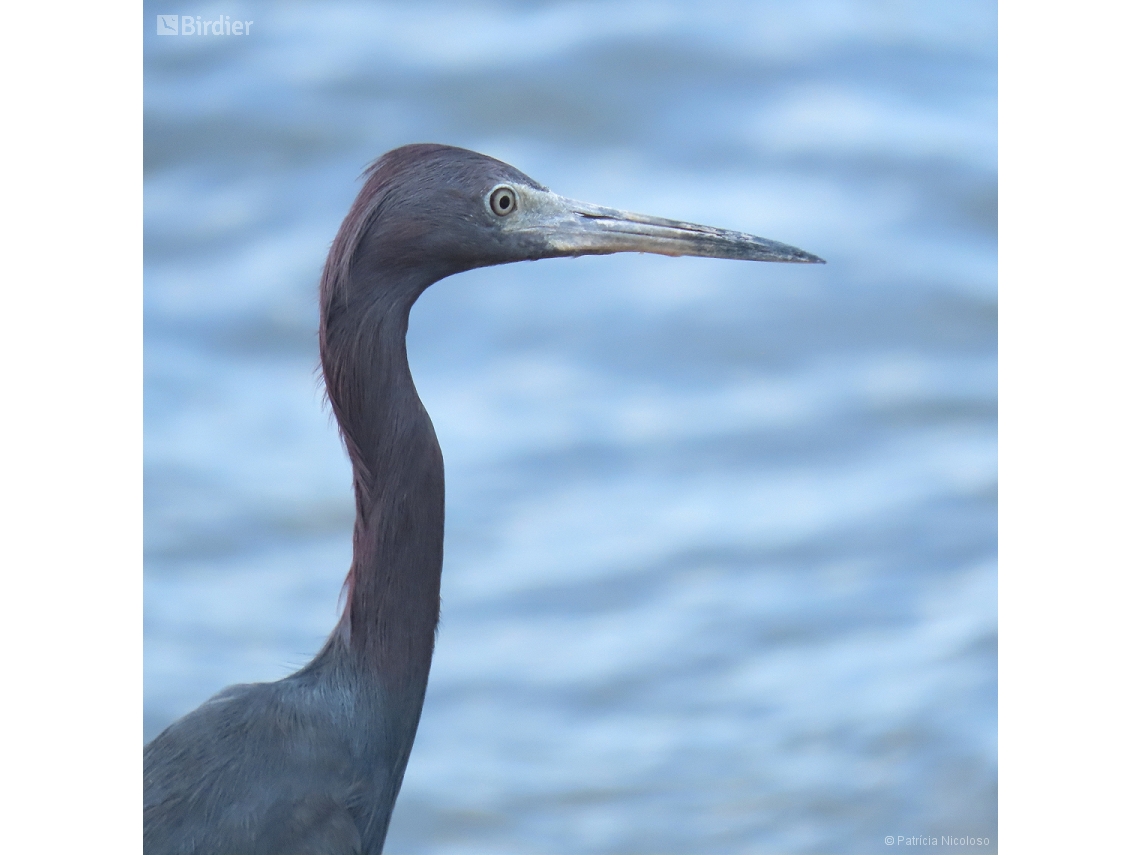 Egretta caerulea