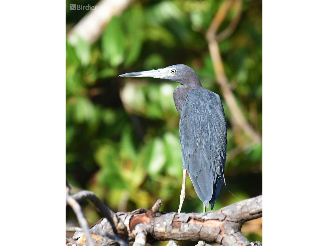 Egretta caerulea