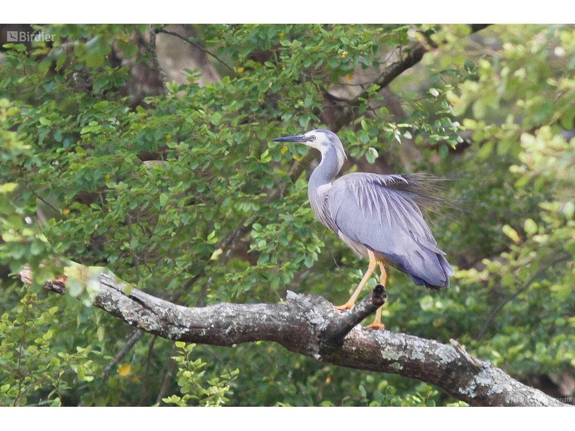 Egretta novaehollandiae
