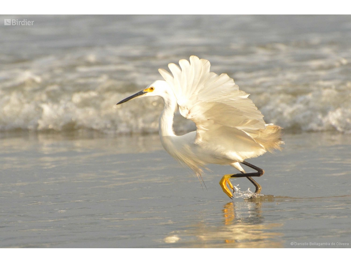 Egretta thula