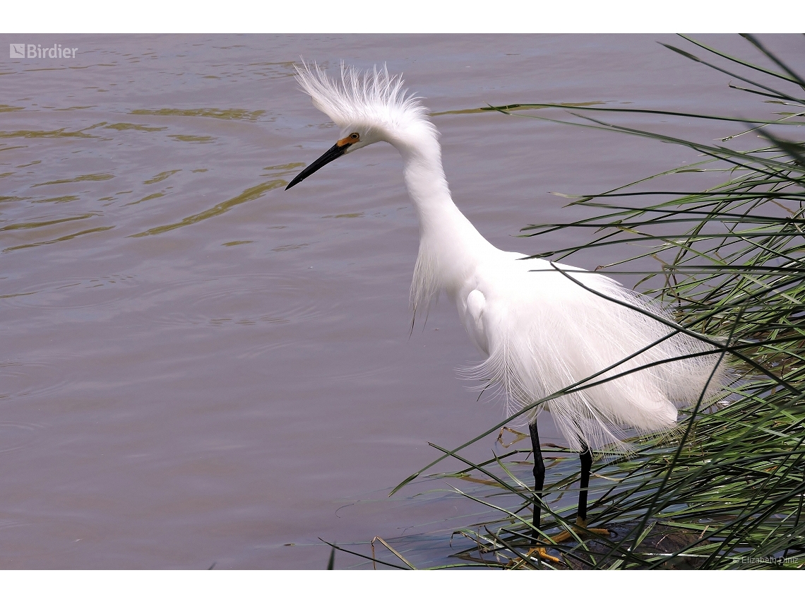 Egretta thula