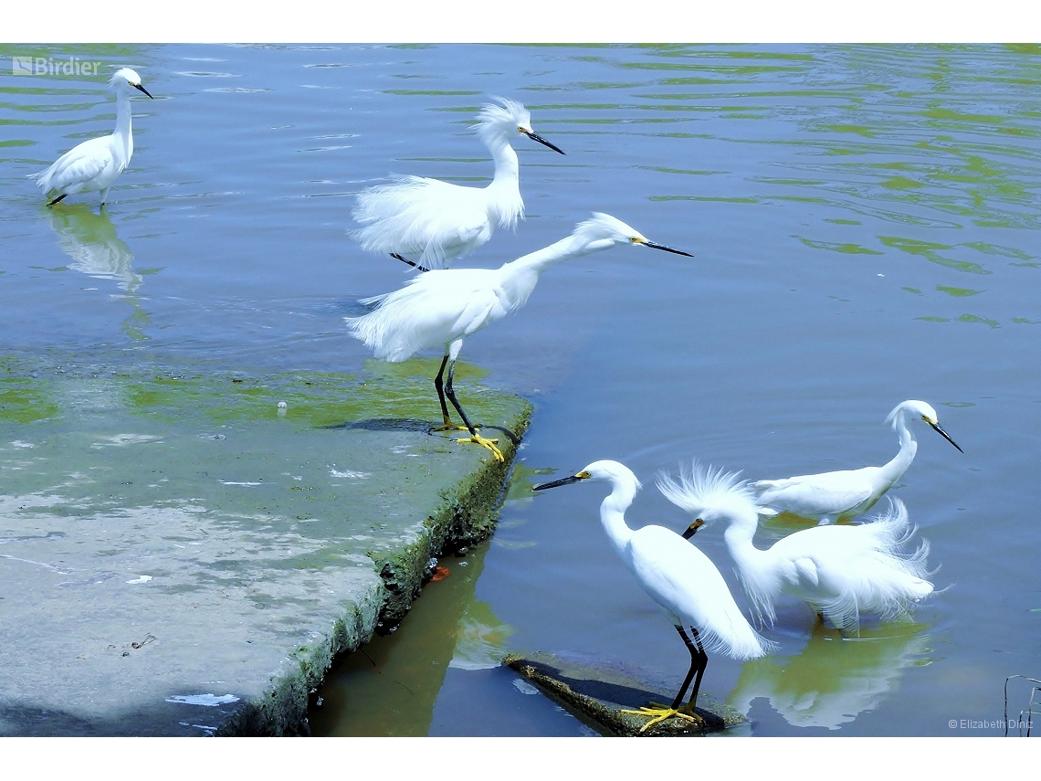 Egretta thula