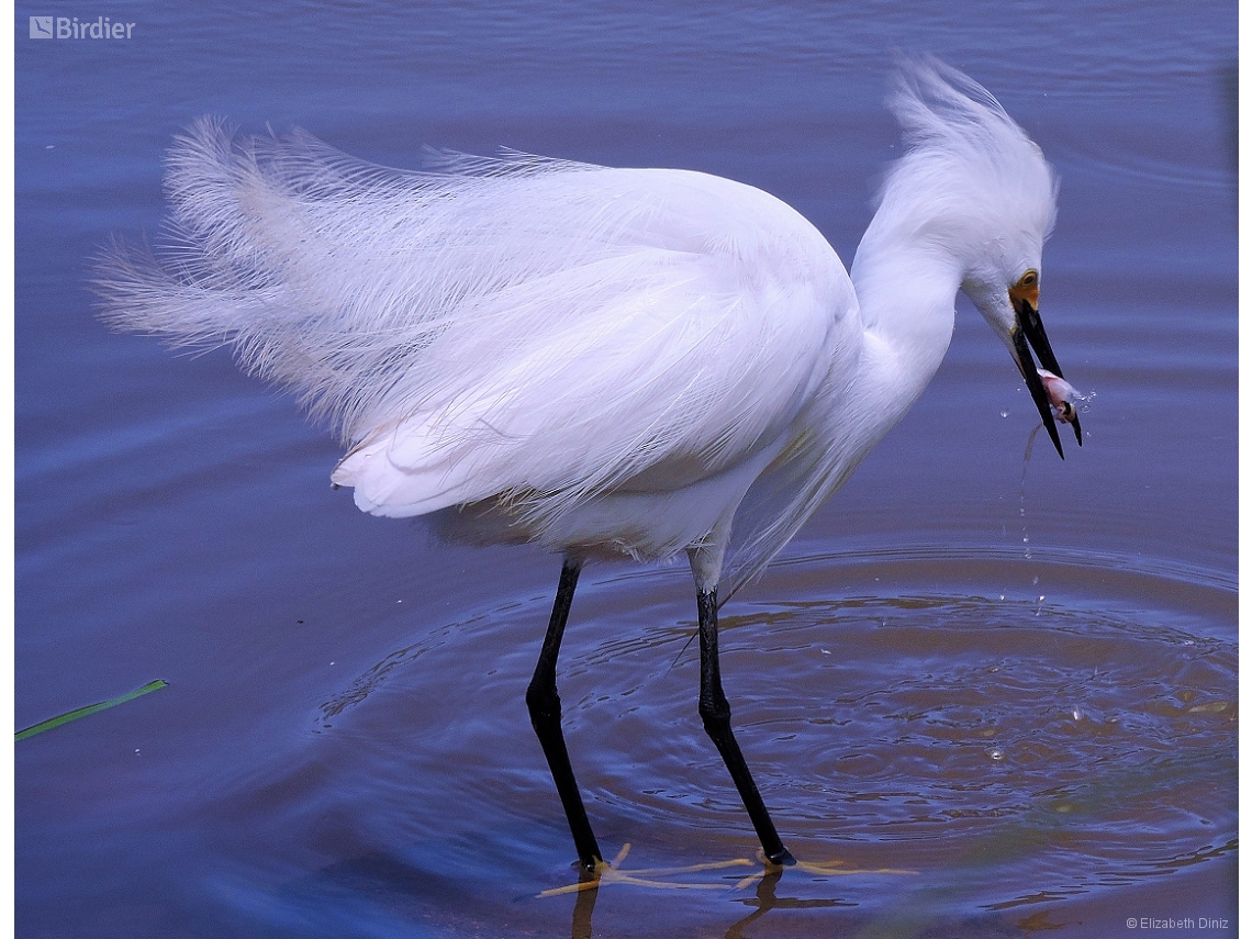 Egretta thula