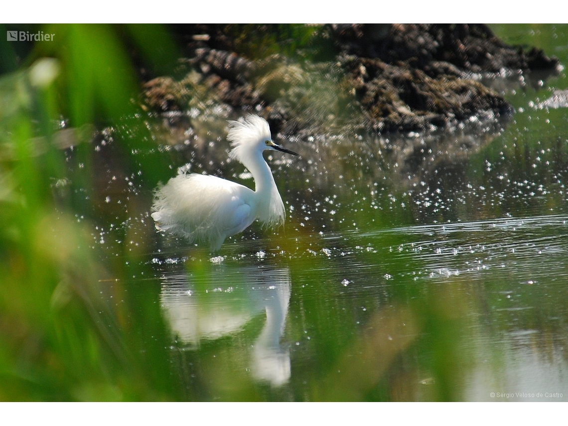 Egretta thula
