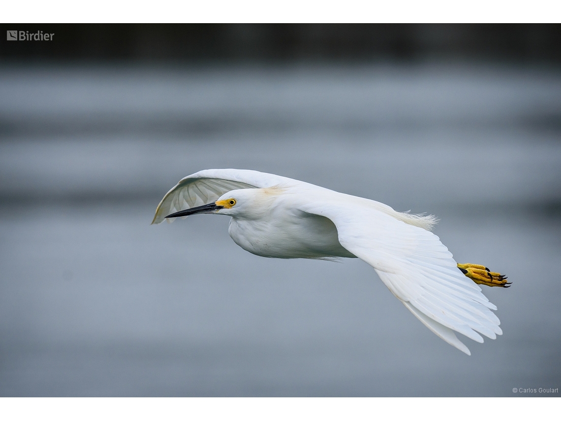 Egretta thula