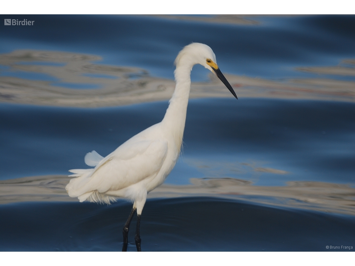 Egretta thula