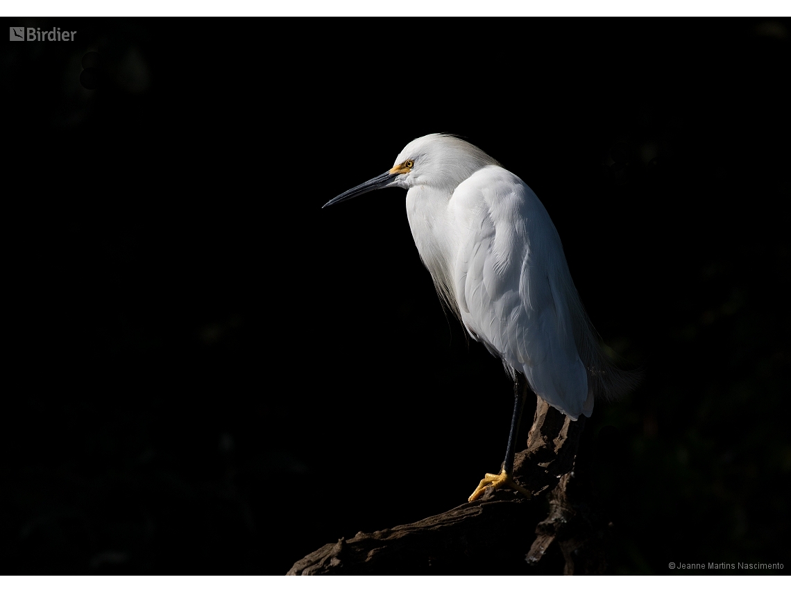 Egretta thula