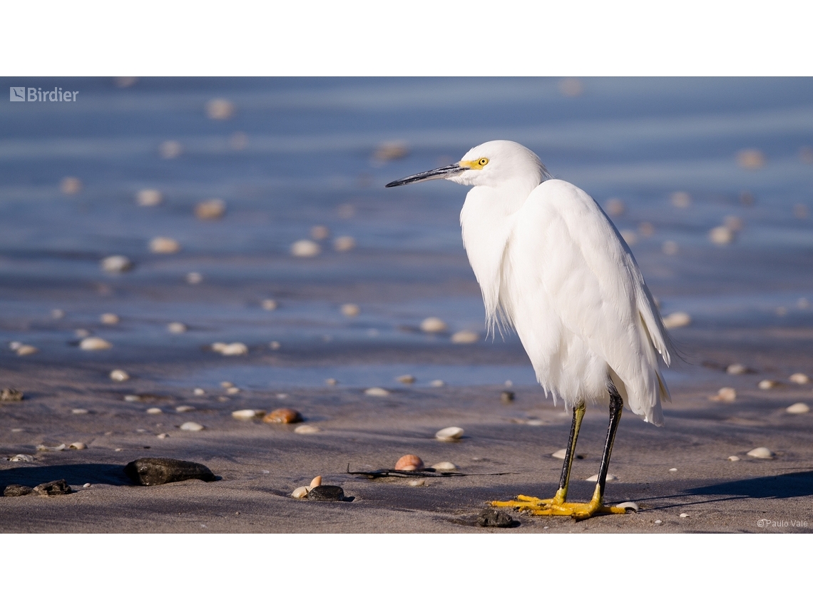 Egretta thula