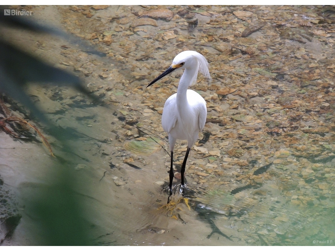 Egretta thula