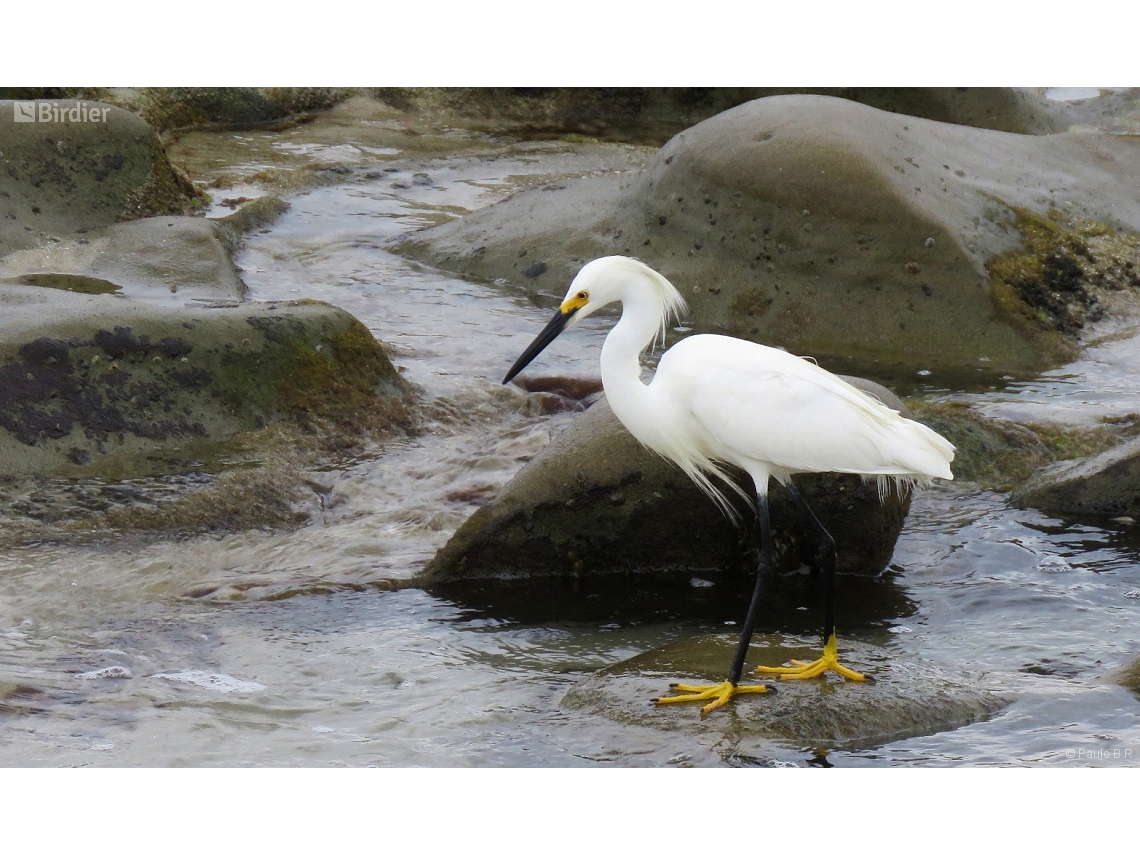 Egretta thula