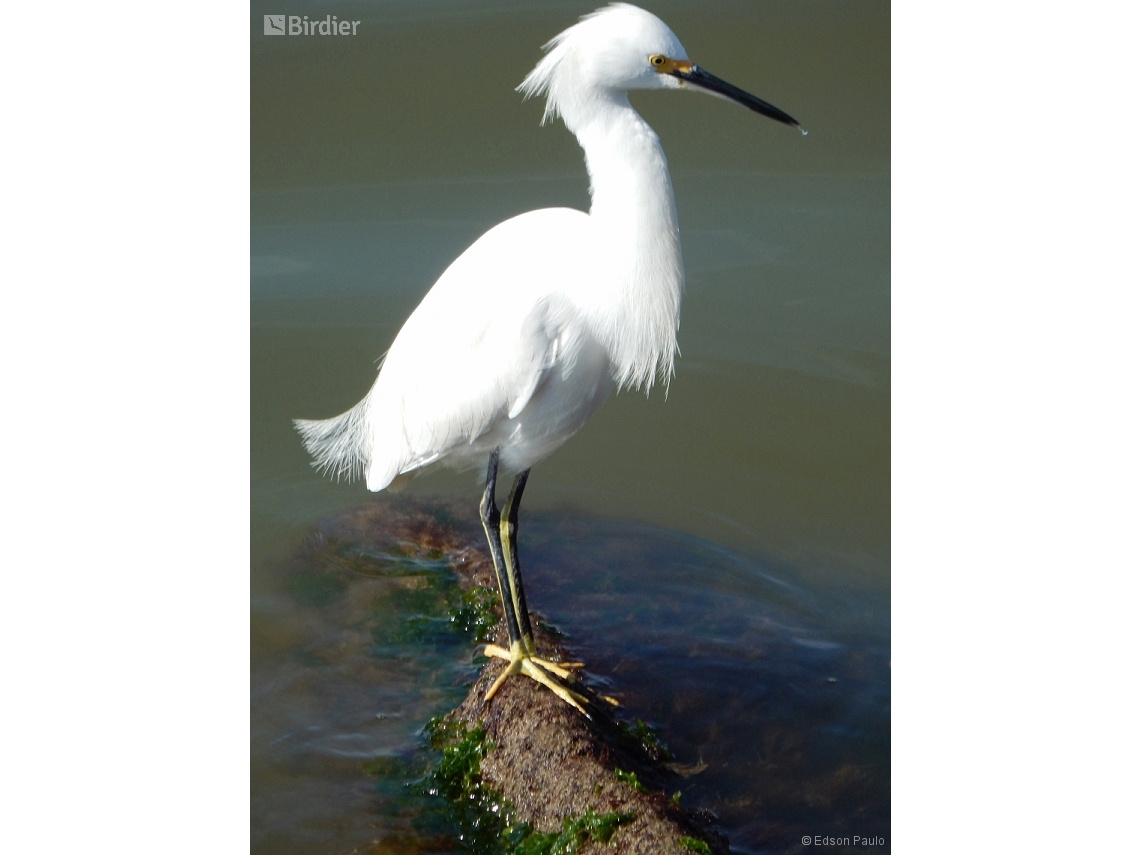 Egretta thula