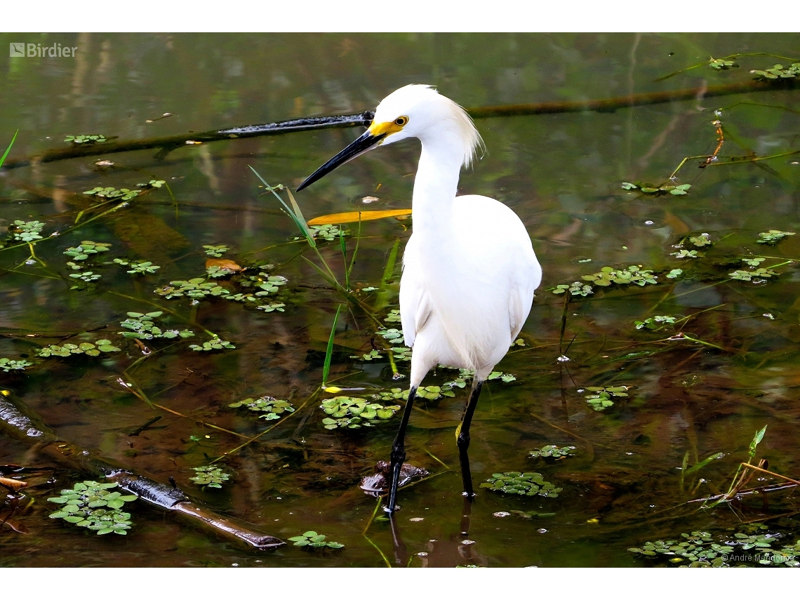 Egretta thula