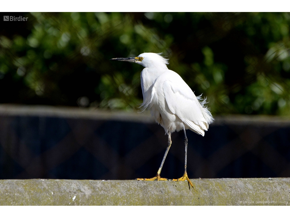 Egretta thula